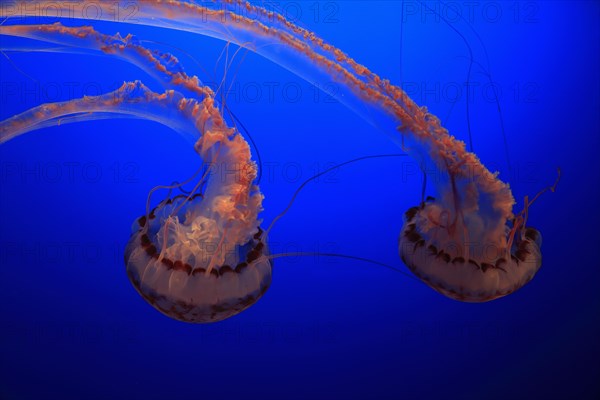 Purple-striped jellyfishes (Chrysaora colorata)