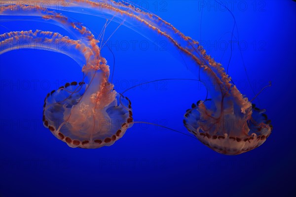 Purple-striped jellyfishes (Chrysaora colorata)