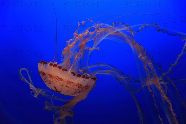 Purple-striped Jellyfish (Chrysaora colorata)