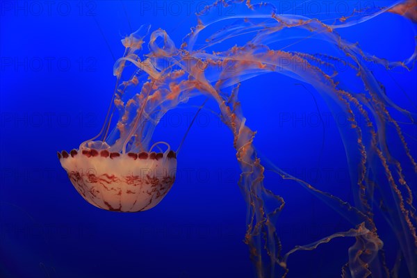 Purple-striped Jellyfish (Chrysaora colorata)