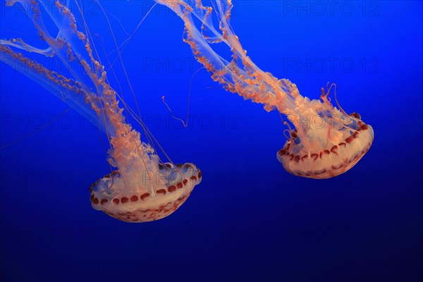 Purple-striped jellyfishes (Chrysaora colorata)