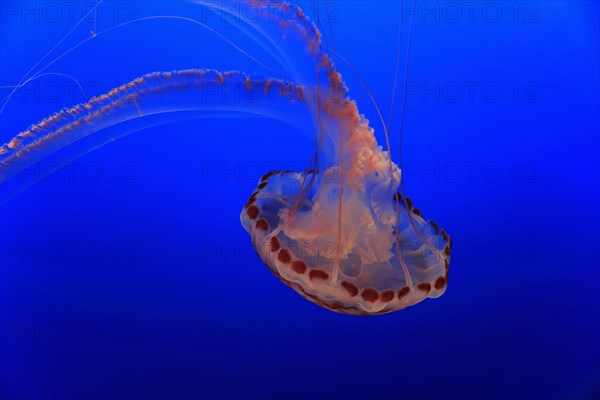 Purple-striped Jellyfish (Chrysaora colorata)