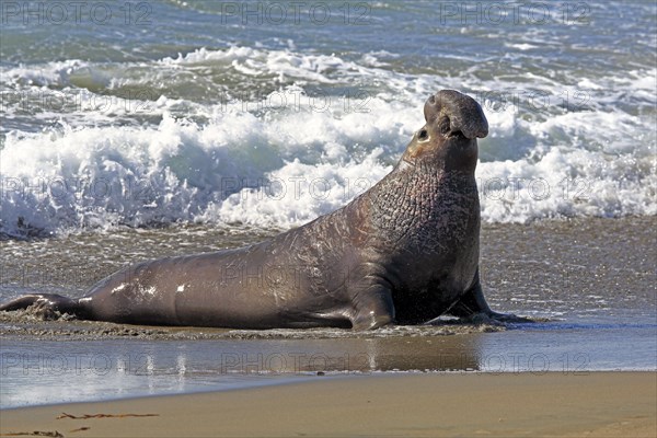 Northern Elephant Seal (Mirounga angustirostris)