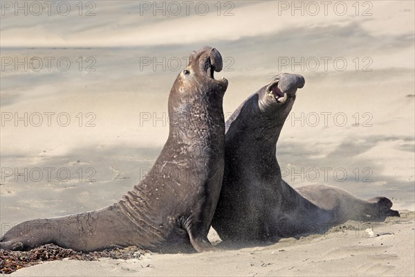 Northern Elephant Seals (Mirounga angustirostris)