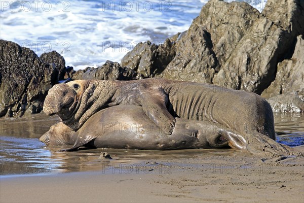 Northern Elephant Seals (Mirounga angustirostris)