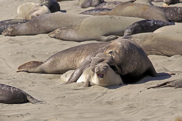 Northern Elephant Seals (Mirounga angustirostris)