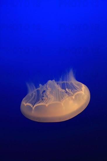 Common jellyfish (Aurelia labiata)