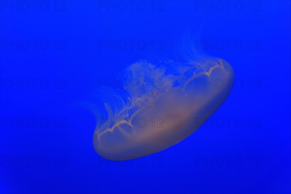 Common jellyfish (Aurelia labiata)