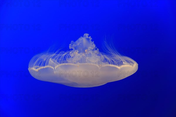 Common jellyfish (Aurelia labiata)