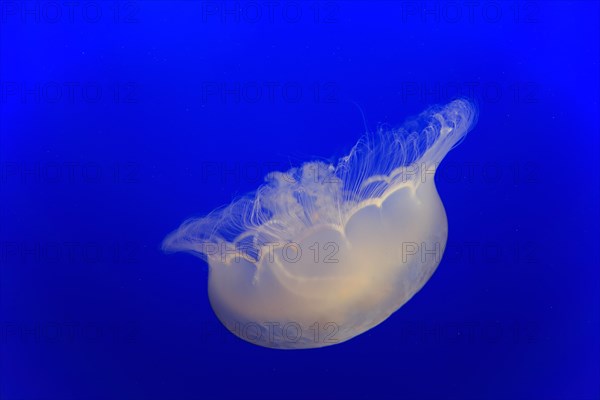 Common jellyfish (Aurelia labiata)