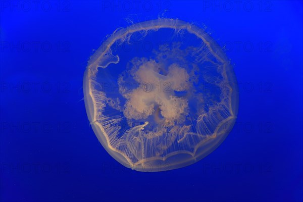 Common jellyfish (Aurelia labiata)