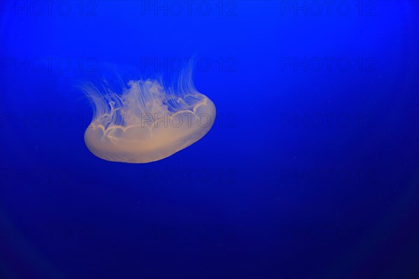 Common jellyfish (Aurelia labiata)