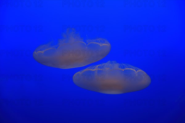 Common jellyfish (Aurelia labiata)