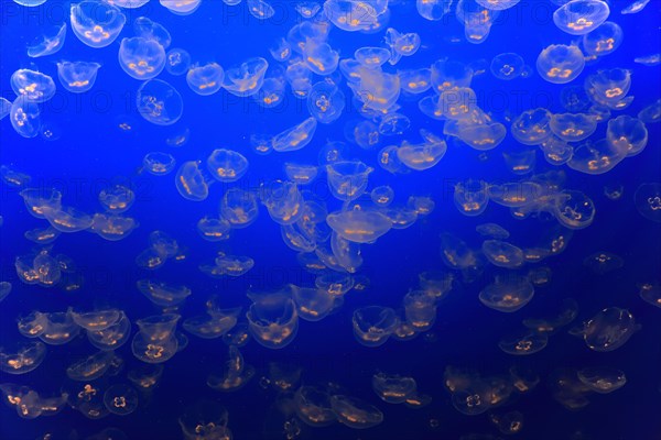 Swarm of Common jellyfish (Aurelia labiata)