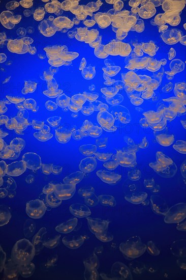Swarm of Common jellyfish (Aurelia labiata)