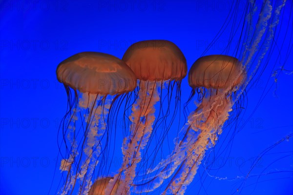 Pacific Sea Nettles (Chrysaora fuscescens)