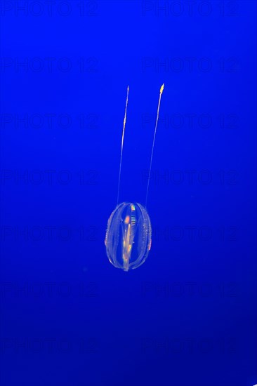 Pazific Sea gooseberry (Pleurobrachia bachei) in water