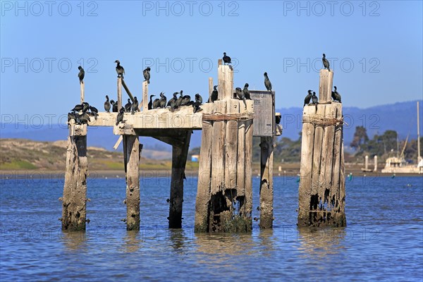 Brandt's cormorant (Phalacrocorax penicillatus)