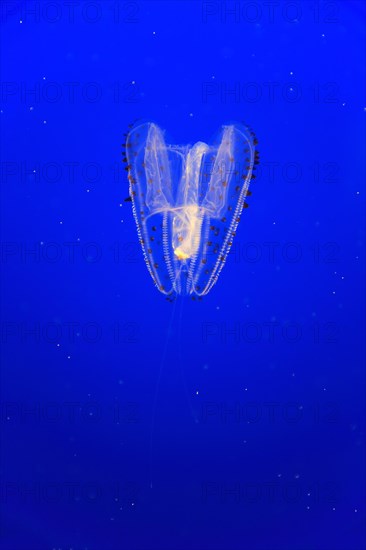 Orange-tipped sea gooseberry (Leucothea pulchra)