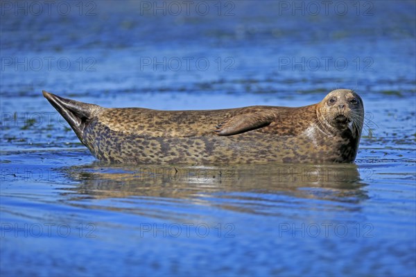 Harbor seal (Phoca vitulina)