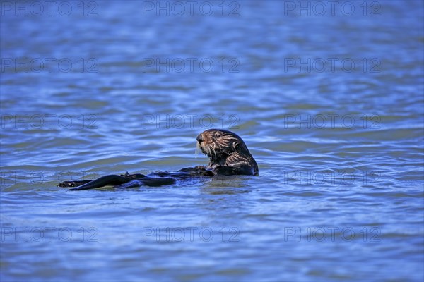 North American river otter (Lontra canadensis)