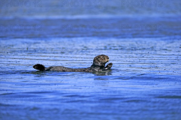 North American river otter (Lontra canadensis)