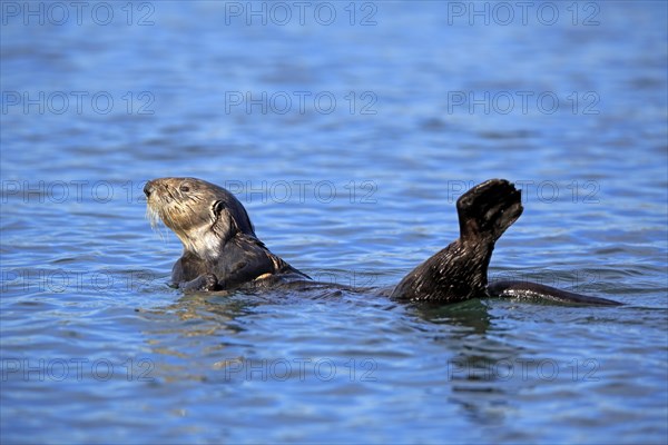 North American river otter (Lontra canadensis)