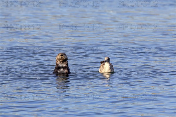 North American river otter (Lontra canadensis)