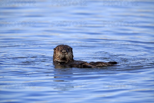 North American river otter (Lontra canadensis)