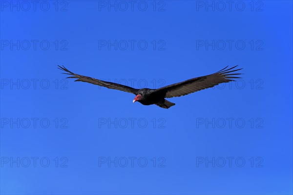 Turkey vulture (Cathartes aura)