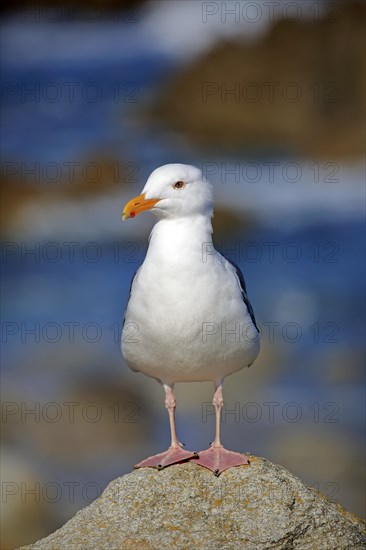 Western Gull (Larus occidentalis)