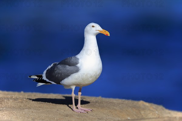 Western Gull (Larus occidentalis)