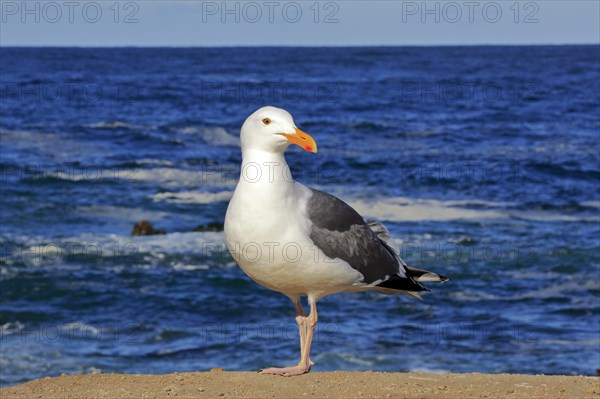 Western Gull (Larus occidentalis)