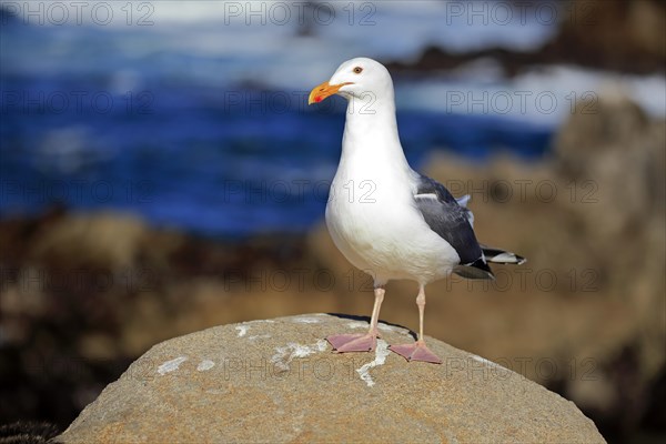 Western Gull (Larus occidentalis)