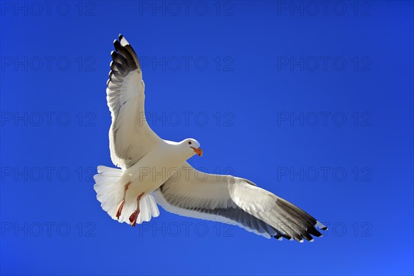 Western Gull (Larus occidentalis)