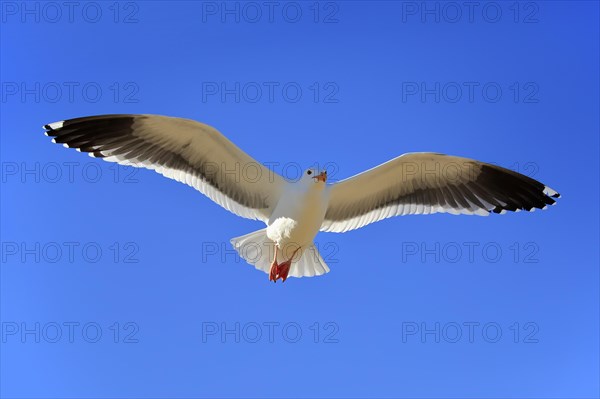 Western Gull (Larus occidentalis)