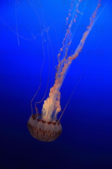 Purple-striped Jellyfish (Chrysaora colorata)