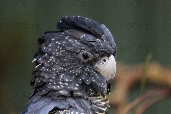 Red-tailed Black Cockatoo (Calyptorhynchus banksii)