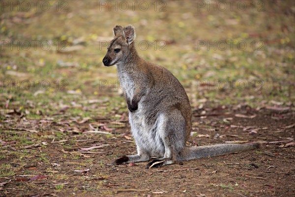 Red-necked wallaby (Macropus rufogriseus)