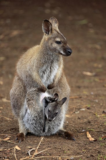 Red-necked wallabies (Macropus rufogriseus)