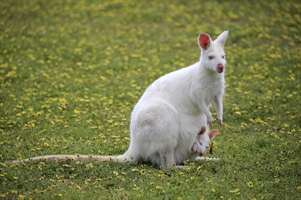 Red-necked wallabies (Macropus rufogriseus)