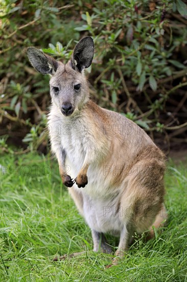 Common wallaroo (Macropus robustus)