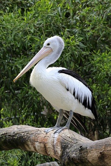 Australian pelican (Pelecanus conspicillatus)