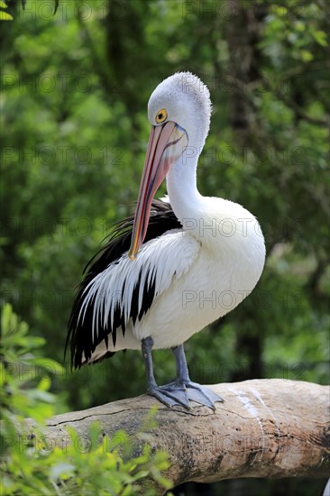 Australian pelican (Pelecanus conspicillatus)