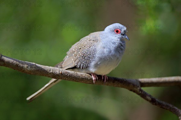 Diamond dove (Geopelia cuneata)