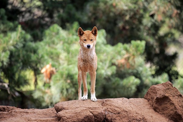 Dingo (Canis familiaris dingo)