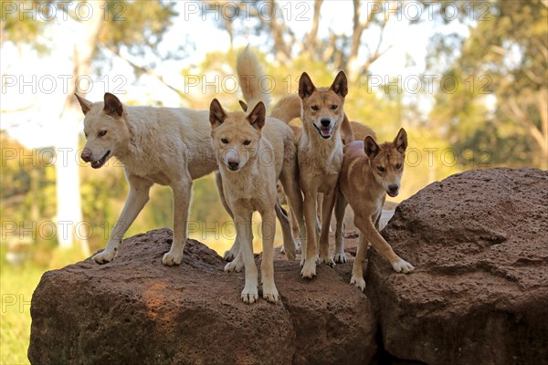 Dingos (Canis familiaris dingo)