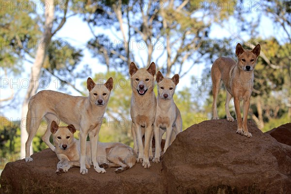 Dingos (Canis familiaris dingo)