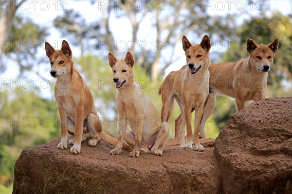 Dingos (Canis familiaris dingo)