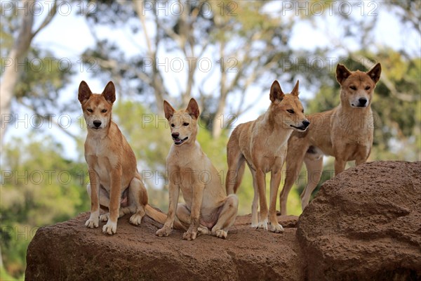 Dingos (Canis familiaris dingo)